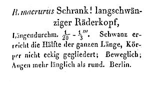 Ehrenberg, C G (1832): Abhandlungen der königlichen Akademie der Wissenschaften zu Berlin (für 1831)  p.145
